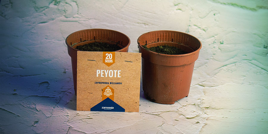 Zasaďte semena meskalinov&eacute;ho kaktusu