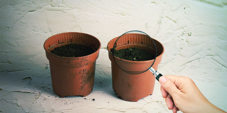 Sledujte, kdy se objev&iacute; mal&eacute; sazeničky