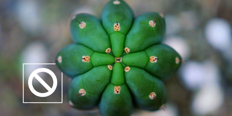 Protiargument ke stresov&aacute;n&iacute; kaktusů s meskalinem