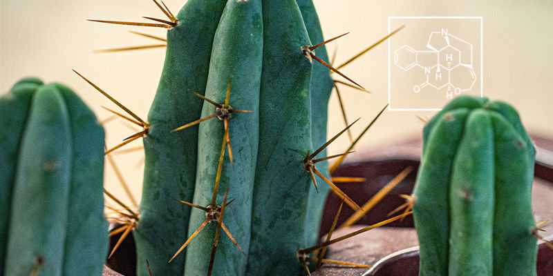 Co jsou alkaloidy a proč jsou důležit&eacute;?