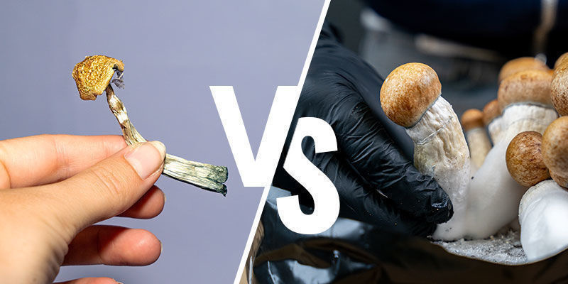 Fresh vs dried storage