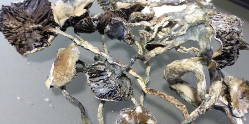 Jak poznat, že jsou va&scaron;e lysohl&aacute;vky zkažen&eacute;