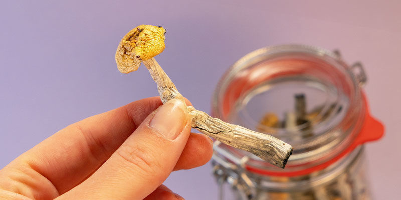 Porozuměn&iacute; lysohl&aacute;vk&aacute;m