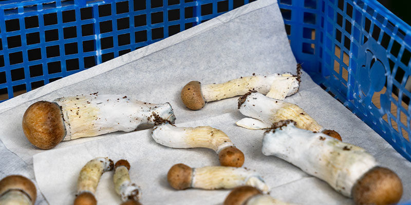 Proč je spr&aacute;vn&eacute; skladov&aacute;n&iacute; důležit&eacute;