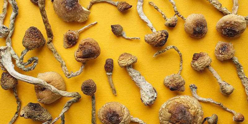 4 hlavn&iacute; rody lysohl&aacute;vek