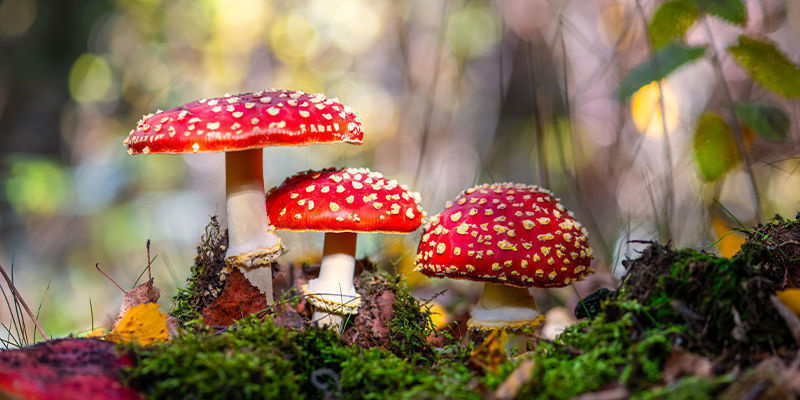 Muchomůrka červen&aacute;