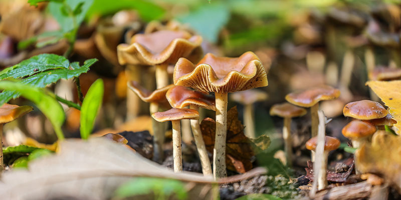 Psilocybe cyanescens