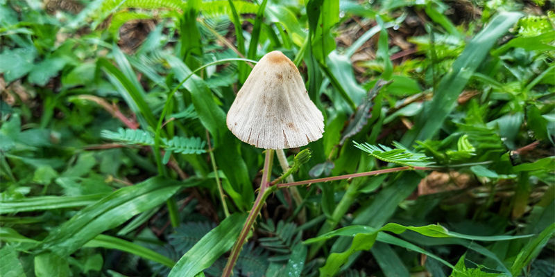 Psilocybe mexicana