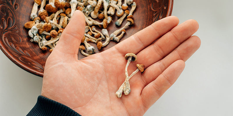 Co odli&scaron;uje psilocybinov&eacute; houby od ostatn&iacute;ch druhů hub?