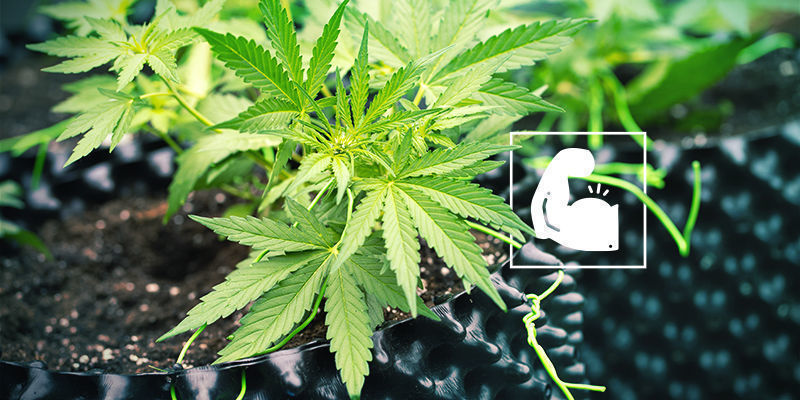 Konop&iacute; a křem&iacute;k: robustn&iacute; a odoln&eacute;