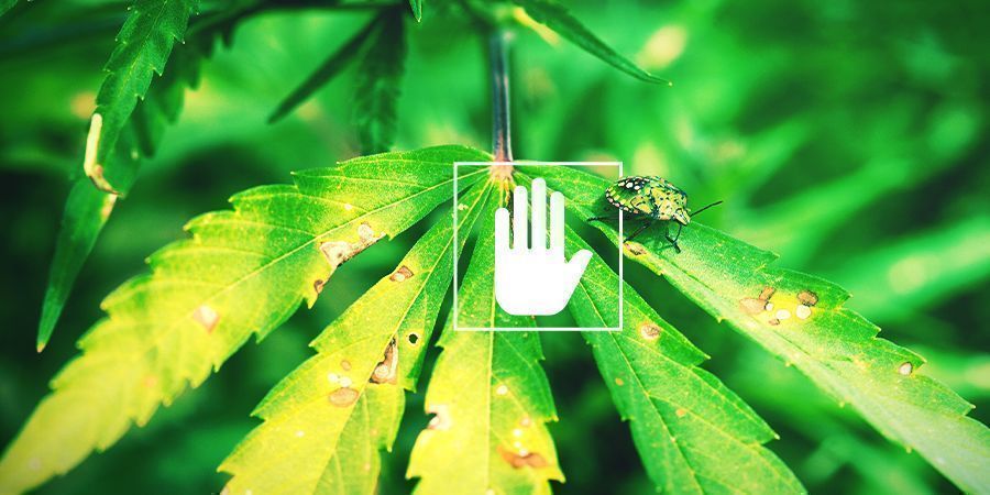 V&yacute;hody listov&eacute;ho postřiku