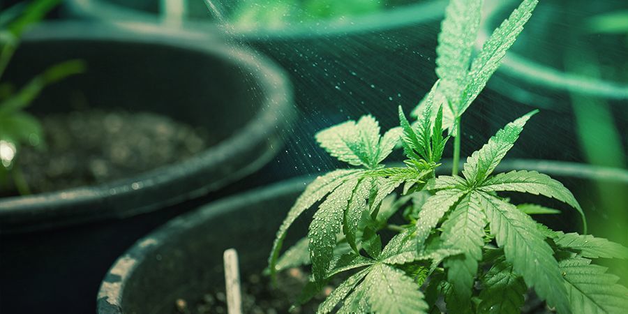 Co je listov&aacute; v&yacute;živa postřikem?