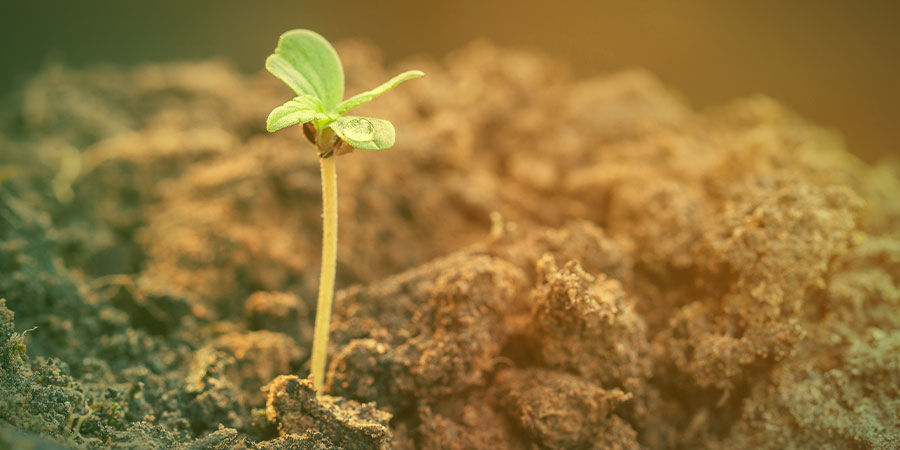 JAK PĚSTOVAT AGENT ORANGE