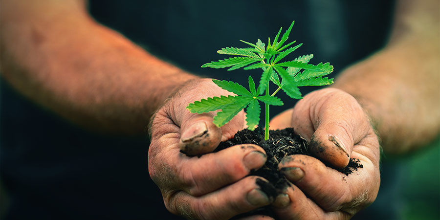 JAK PĚSTOVAT GIRL SCOUT COOKIES