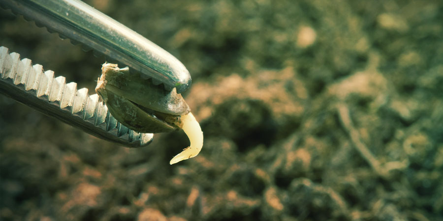 Určov&aacute;n&iacute; pohlav&iacute; va&scaron;eho konop&iacute;