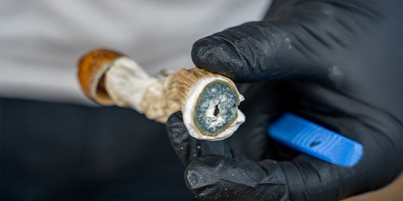 Co děl&aacute; psilocybin s houbami?