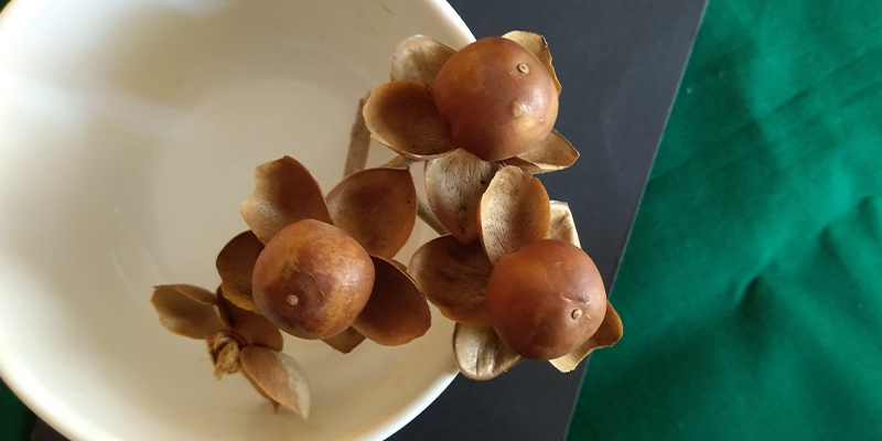 Hawaiian baby woodrose seeds