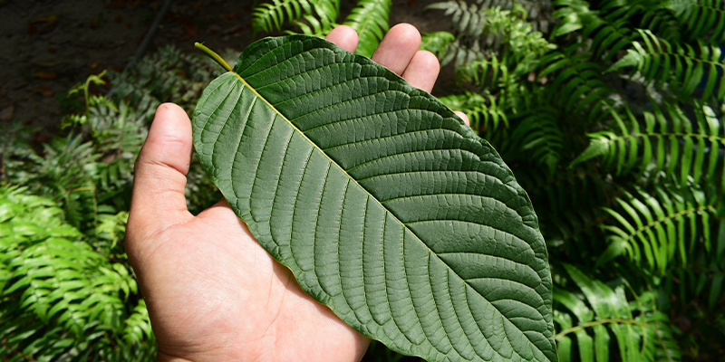 Budoucnost leg&aacute;ln&iacute;ch high