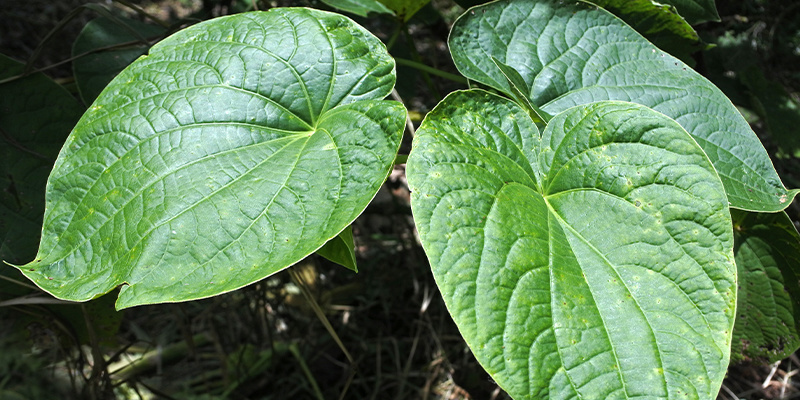 Co jsou legal highs?