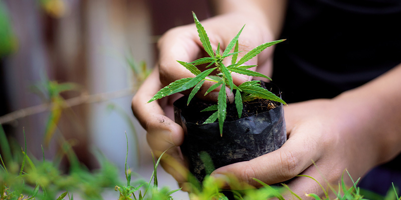 Bringing it all together: Grow great cannabis from the ground up