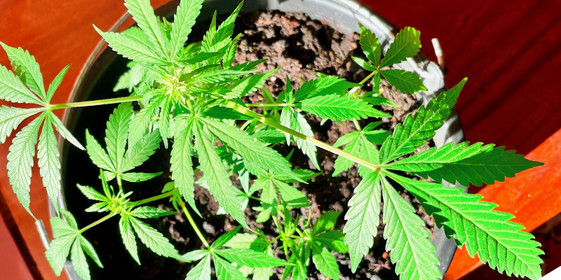 Tip #3: Pick the right location for growing cannabis plants