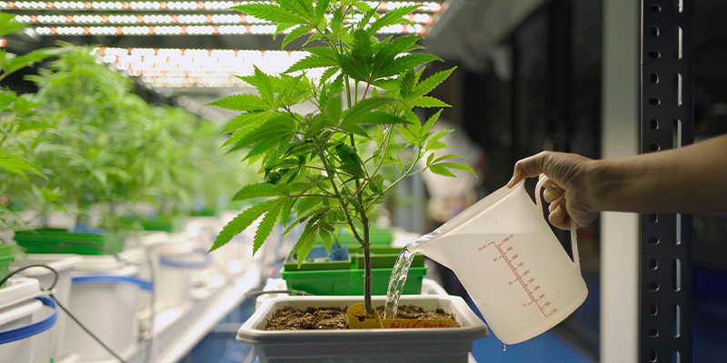 Tip #5: Master watering and irrigation for better cannabis yields