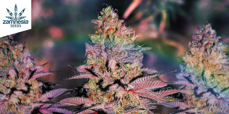 Kter&eacute; odrůdy jsou nejlep&scaron;&iacute; na dom&aacute;c&iacute; lubrikant?