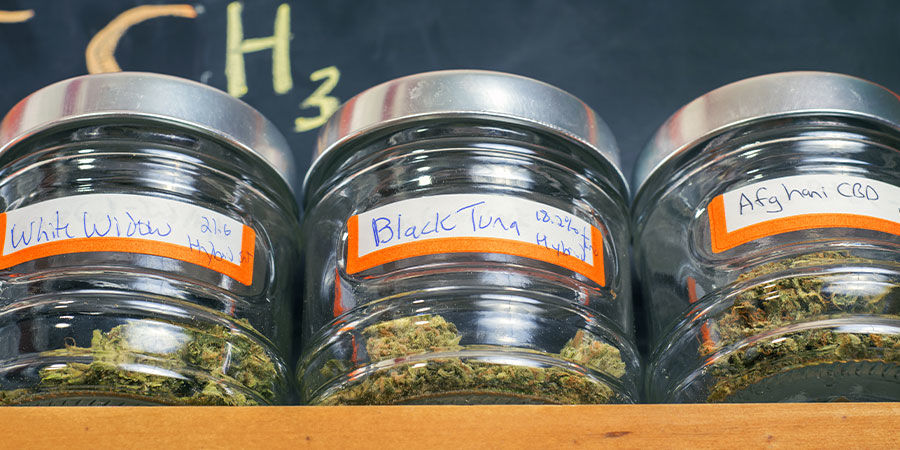 Pestrost je kořen&iacute;m života &mdash; Dejte si jinou odrůdu