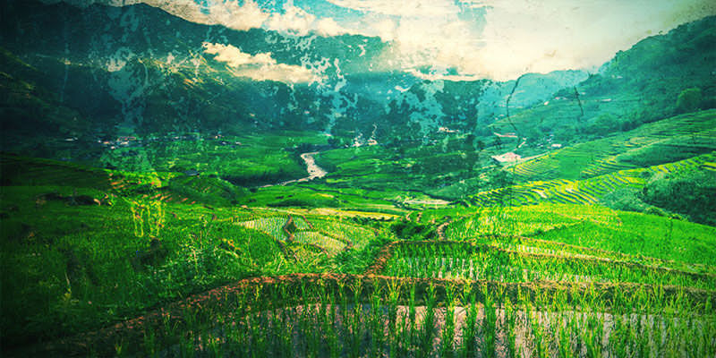 Odkud poch&aacute;z&iacute; OG Kush?