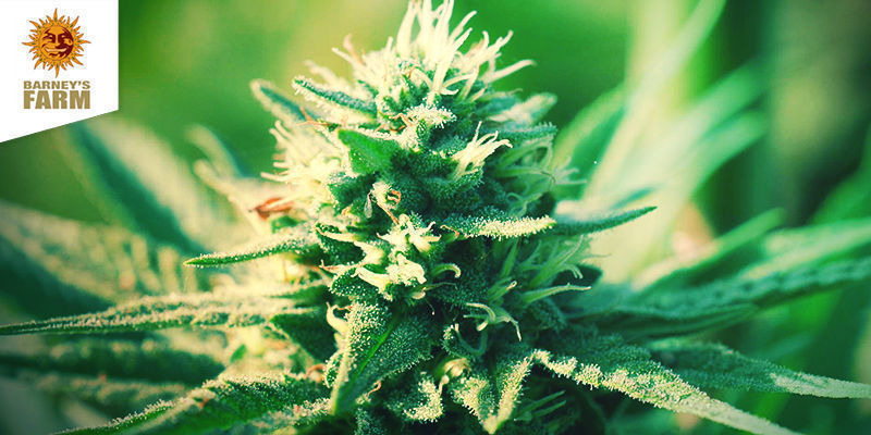 Blueberry Cheese (Barney&rsquo;s Farm)