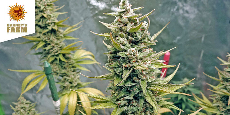 G13 Haze (Barney&rsquo;s Farm)