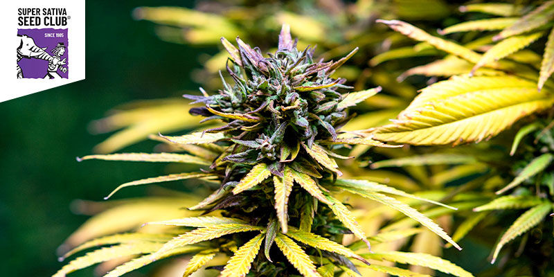 Kees&rsquo; Old School Haze (Super Sativa Seed Club)