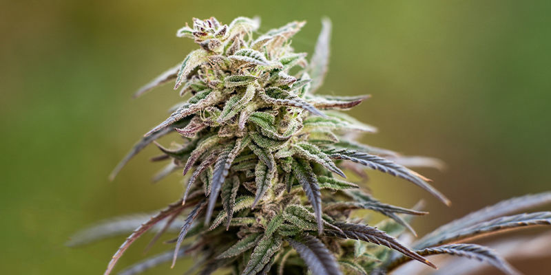 V&yacute;běr t&eacute; spr&aacute;vn&eacute; odrůdy s vysok&yacute;m obsahem CBD pro v&aacute;s