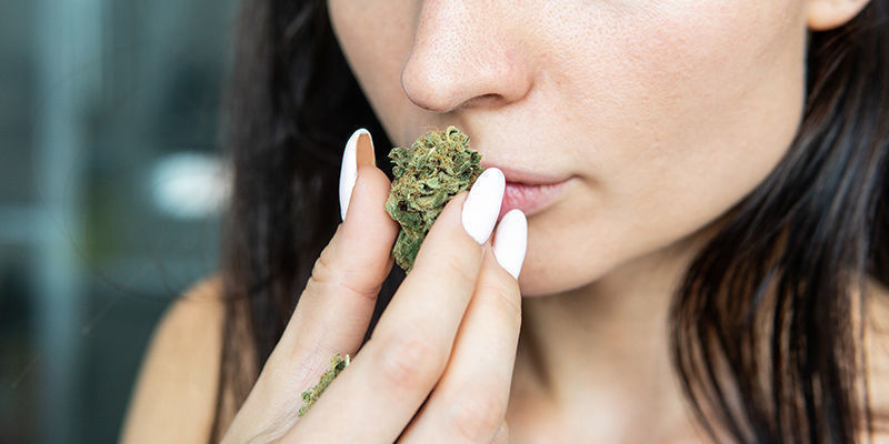 Proč si vybrat odrůdy s CBD?