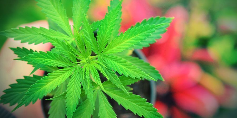 JAK PĚSTOVAT MASTER KUSH