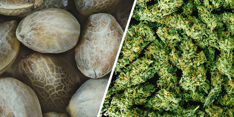 Jsou regul&eacute;rn&iacute; semena konop&iacute; lep&scaron;&iacute; než feminizovan&aacute; semena?