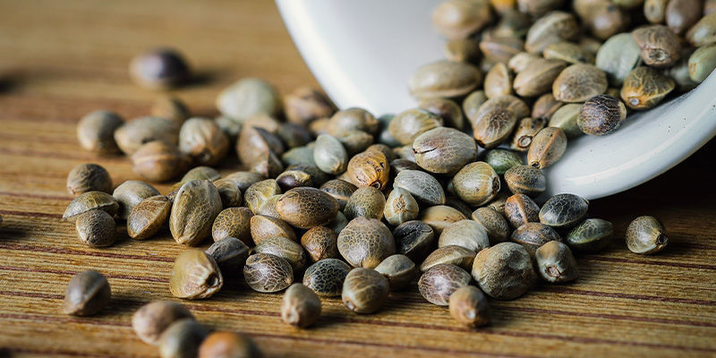 Feminizovan&aacute; semena konop&iacute;