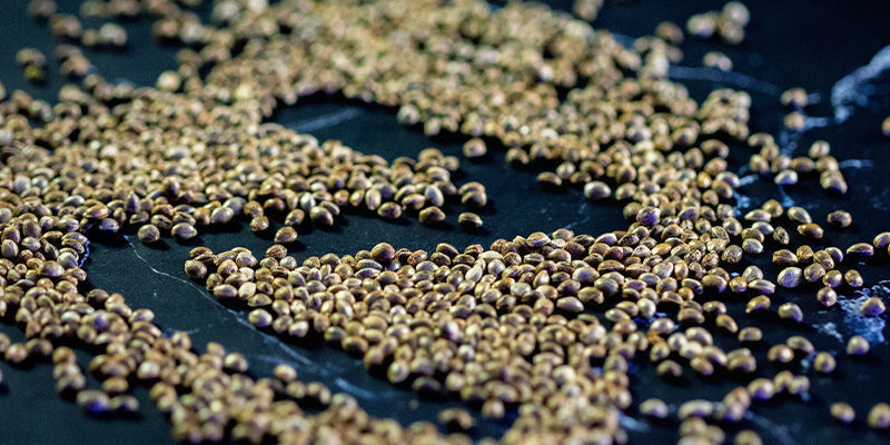 Co jsou regul&eacute;rn&iacute; semena konop&iacute;?