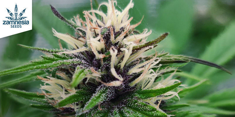 Blue Dream (Zamnesia Seeds) feminizovan&aacute;