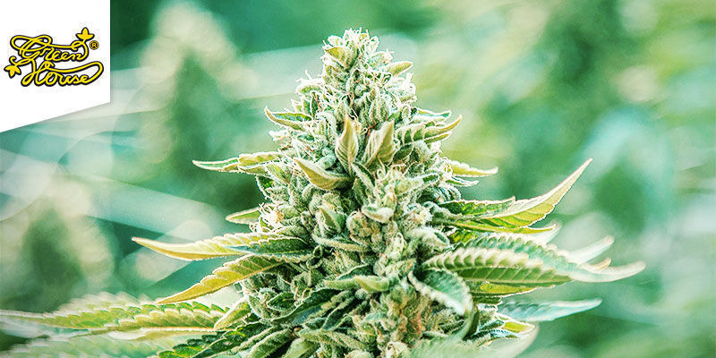 Trainwreck (Greenhouse Seeds) feminizovan&aacute;