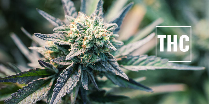 Co je THC?