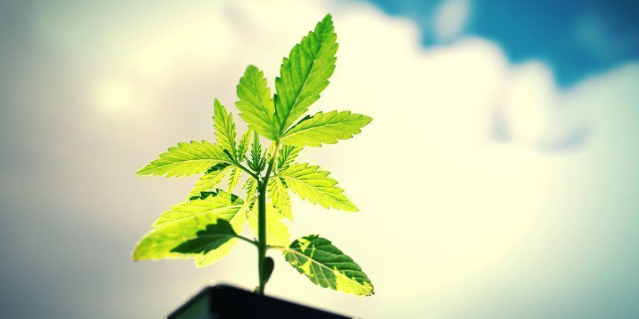 Jak pěstovat Power Flower