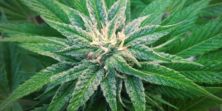 Jak pěstovat White Widow