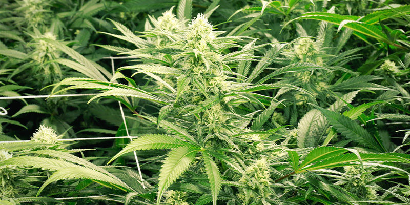 Dutch Passion Auto Duck pro nen&aacute;padn&eacute; outdoor pěstov&aacute;n&iacute;