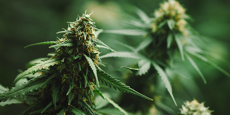 Dutch Passion Frisian Duck pro nen&aacute;padn&eacute; outdoor pěstov&aacute;n&iacute;