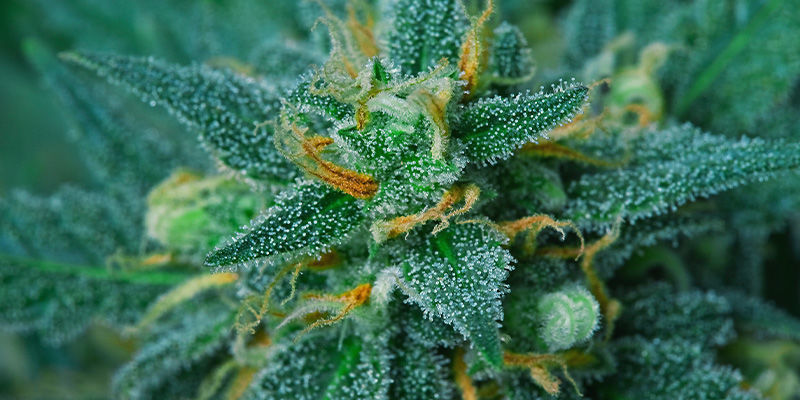 Nejlep&scaron;&iacute; odrůdy konop&iacute; proti uzemňuj&iacute;c&iacute;mu efektu