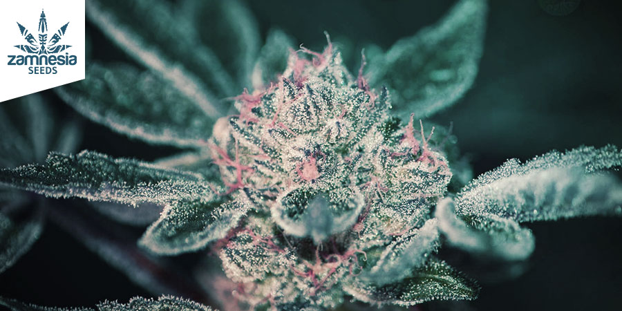 Super Silver Haze (Zamnesia Seeds) Feminizovan&aacute;