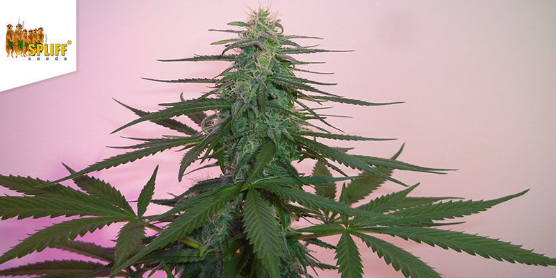 Fast Bud Outdoor &mdash; Spliff Seeds
