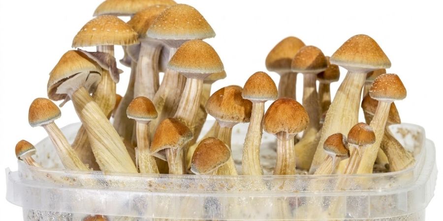 Jak pěstovat grow kity Zamnesia SUPREME Jak pěstovat grow kity Zamnesia SUPREME