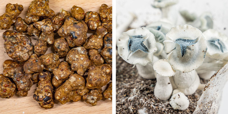 Co jsou magick&eacute; lan&yacute;že a lysohl&aacute;vky?